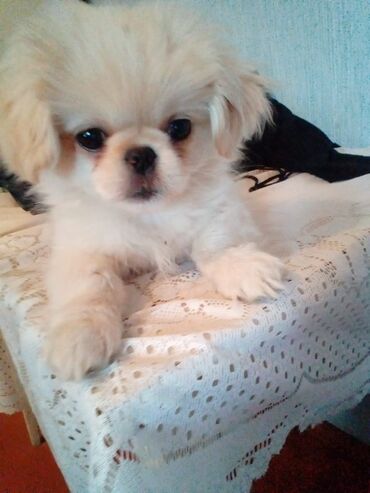 pekines: Pekines, 5 ay, Dişi