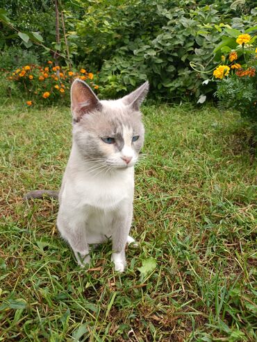 сколько стоит породистая кошка: Кошка даром: Беспородная, более 5 лет, Девочка, Приучена к лотку, Проглистована