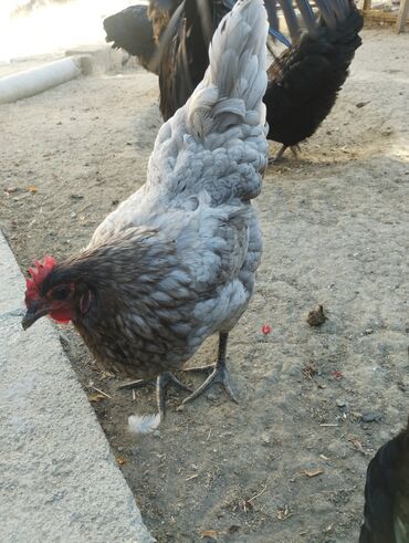 sort toyuqlar: Toyuq, Australorp, Yumurtalıq, Ünvandan götürmə