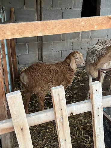 Баран, овца: Продаю | Овца (самка) | Арашан | Для разведения | Матка — 9