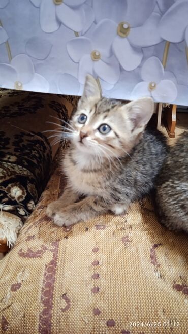 русская голубая кошка котята: Котята в добрые и заботливые руки от кошки крысоловки Проглистованы,от