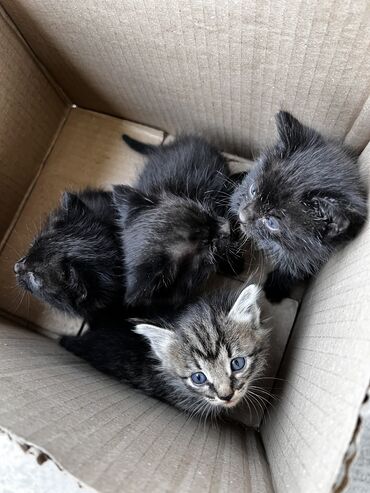 расческа для животных: Отдам в добрые руки милых котят❗️У нас родились очаровательные котята