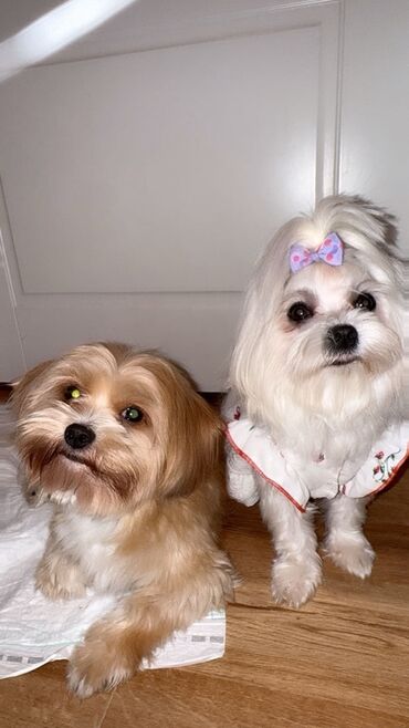 İtlər: Malta bolonka, 2 il, Erkek, Cütləşmə üçün — 4