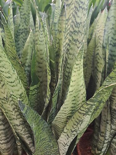 Ostale kućne biljke: Sanseverije, velike biljke sa prve, druge i trece slike su 3500 — 2