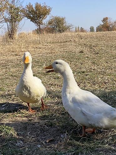 продажа кормов для сельскохозяйственных животных: Срочно продаю утят 4 голов некоторые из них несут яица все ходят — 5