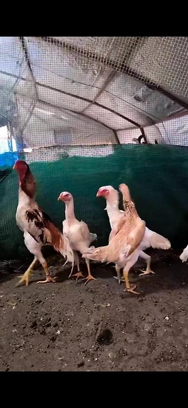 Cücələr: Toyuq cücələri, Damazlıq — 7