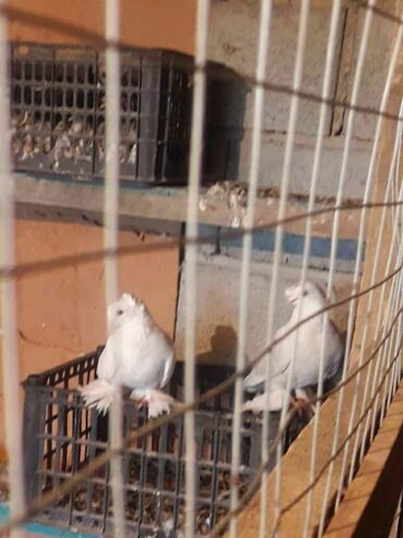голуби птица: Пара белых ташкентские на продажу