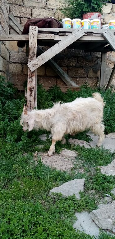 Keçi, çəpiş: Erkək, il: 3, Damazlıq, Ünvandan götürmə