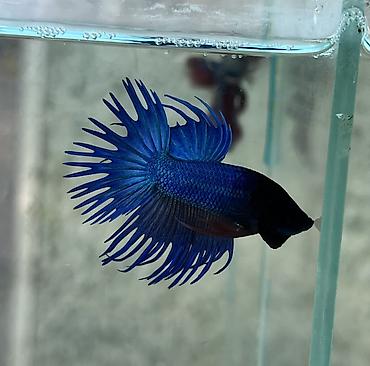 Аквариумы: Рыбки | Аквариумы | Оборудование | Аксессуары | Растения Богатый опыт — 26