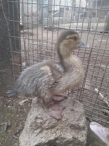 Ördəklər: Erkək, | Macar, Damazlıq, Ünvandan götürmə — 4