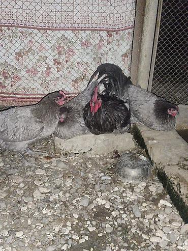 avstralop xoruz: Toyuq, Damazlıq — 1