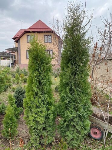 Декоративные деревья: Саженцы деревьев: Туи, Платная доставка — 14