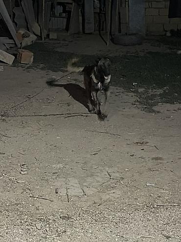 zvanok iti satilir: Kanqal, 5 ay, Dişi — 3