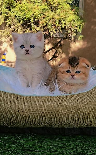 продам вислоухих котят: Шотландские чистопородные котята. Скоттиш фолд и страйт. Ласковые — 2