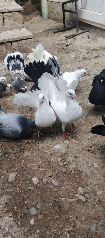 ingilis setteri it cinsi digər adı: Salam Pavlinler satilir Unvan Salyandadi catdirilma ederem harasa. cut