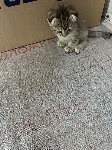 Котёнок с вислыми ушками (скоттиш-фолд/вислоухий тип). Окрас: тигровый