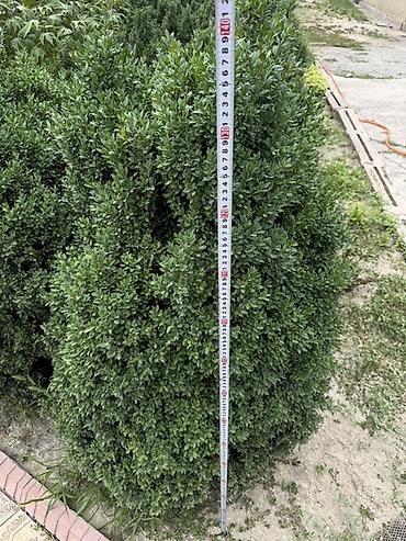 молочай миля: Самшит вечнозелёный (Buxus sempervirens) — взрослые кусты для живой — 4