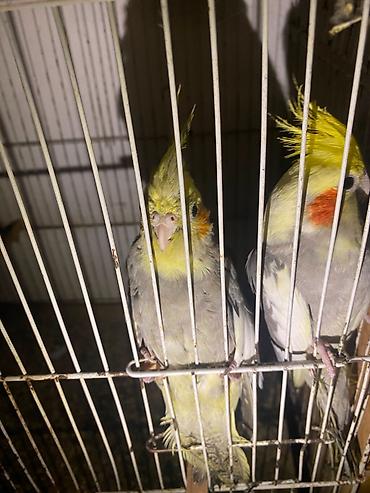 Животные: Nimfa (Cockatiel) cütü – boz-sarı rəng çalarını daşıyan, yanaqlarında — 4