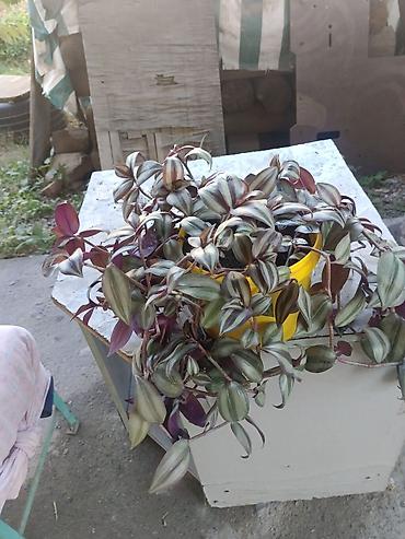 традесканция: Традесканция (Tradescantia zebrina) — ампельное комнатное растение — 3
