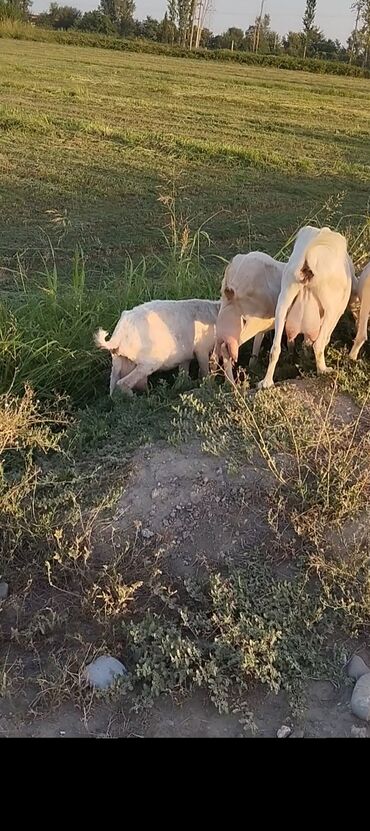 cins keci: Temiz qan sani 3 ədəd ana keci bir ədəd teke. Kecilerin sud verimi 2 4