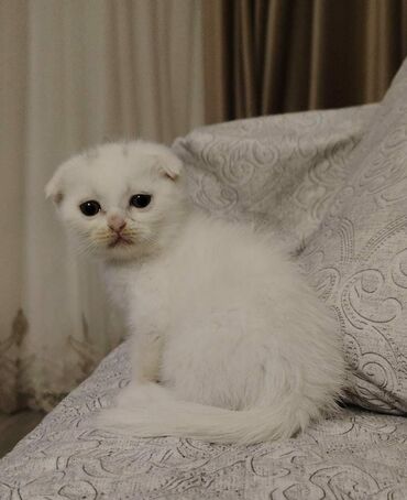 Pişiklər: Şotland yastı qulaq, Dişi, Yaxşı əllərə, Ünvandan götürmə — 1