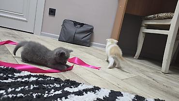 Продажа кошек: Скотиш Фолд (Шотландская вислоухая), 1 месяц, Девочка, Голубой, Приучена к лотку — 19