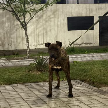 en ucuz itler: Pitbul, 11 ay, Erkek, Peyvəndli, Ödənişli çatdırılma
