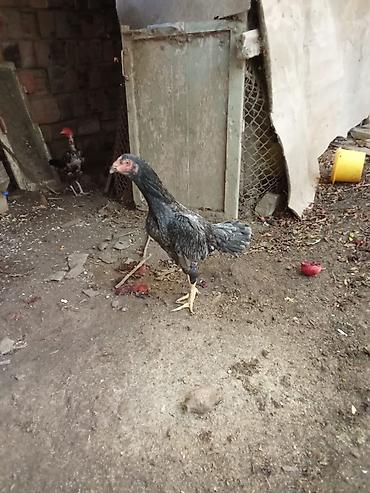 australorp toyuq satilir: Heyrati Atasını 7 meydanda qalib gəlib, balalarınında meydanı var — 5