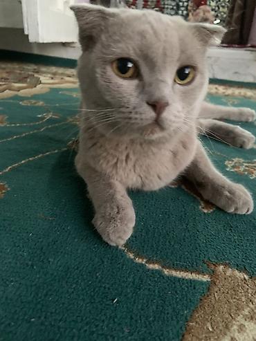 кошки бишкек купить: Шотландская вислоухая кошка (Scottish Fold) - Окрас: ровный — 4