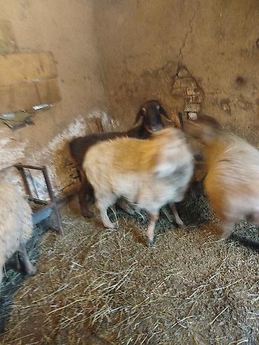 Баран, овца: Продаю | Ягненок | Полукровка | Для разведения | Матка — 3