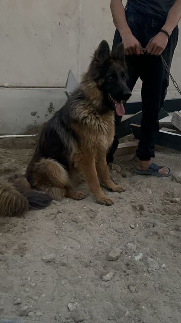 Haima: Alman çoban iti, 1 il, Dişi