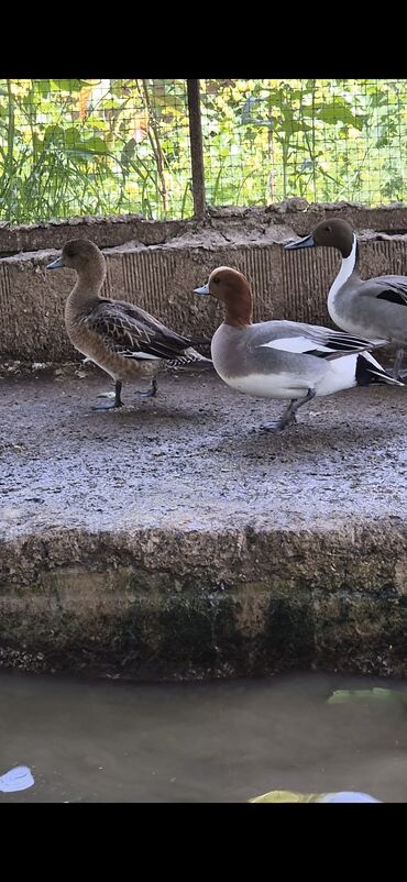 terranova baku: Fiyu ördək cut tam saglamdilar gpnderə bilərəm bakiyada gönderirəm