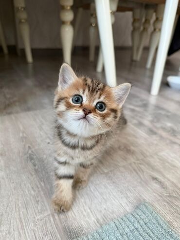 Pişiklər: Şotland yastı qulaq — 21