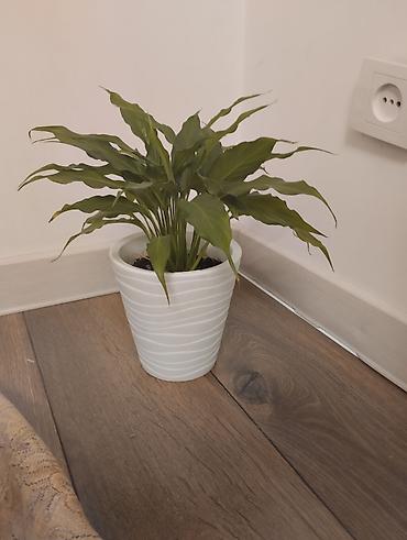 покрывалы: Спатифиллум (Spathiphyllum), комнатное растение в горшке. - — 1