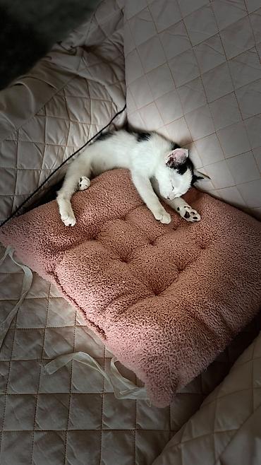 Отдам даром кошку: Кошка даром: Ангорская, 3 месяца, Девочка at lalafo.kg — 11 Отдам даром кошку: Кошка даром: Ангорская, 3 месяца, Девочка — 11