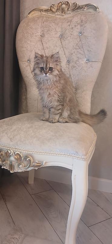 Pişiklər: Britan, Dişi, Ünvandan götürmə — 4