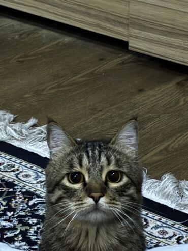кошка с разными глазами: Кошка даром: Беспородная, 1 год, Мальчик, Кастрирована, Приучена к лотку, С прививками