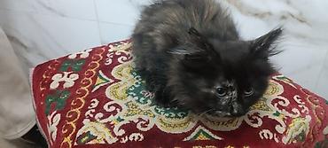 Башка жаныбарлар: Котята. 1 месяц — 5
