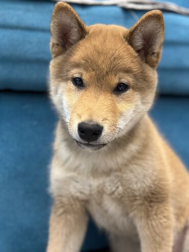 Продажа собак: Сиба-ину, 3 месяца, Самец, С прививкой — 9
