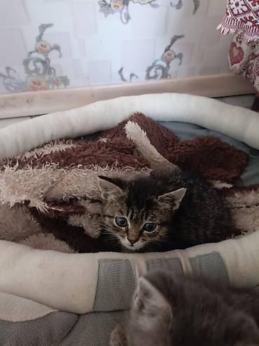 Отдам даром кошку: Ищу любящую семью для малышей.возраст 2 месяца,3 хвостика,сами — 6