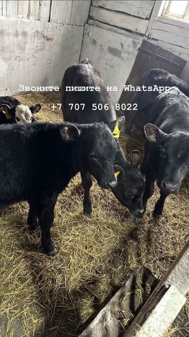 животные корова: Продаю | Корова (самка), Бык (самец), Тёлка