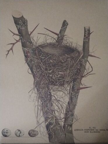 Şəkillər, tablolar: Məhsul: Təbiət mövzulu vintage üslubunda illüstrasiya posterləri — 4