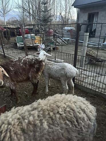 Баран, овца: Продаю | Баран (самец) | Полукровка | Для разведения — 5