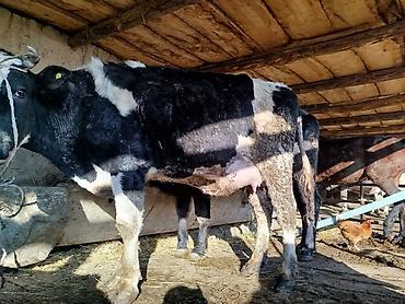 Коровы, быки: Продаю | Корова (самка) | Для молока | Привязанные — 1