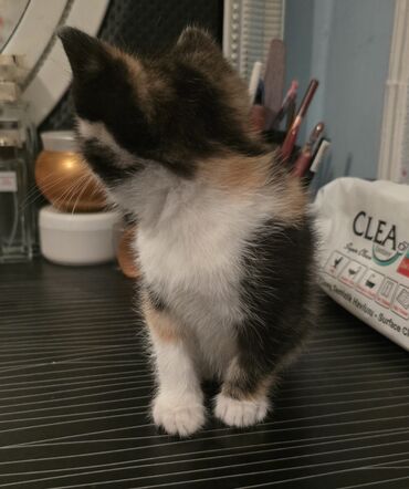 Pişiklər: Dişi, Yaxşı əllərə — 10