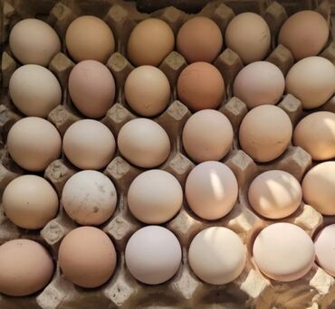 Птицы: Продаю инкубационные яйца от породистых петухов