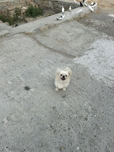 qanqalın ölçüsü: Pekines, 9 ay, Erkek