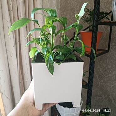 юв утро венеры пеларгония: 800
