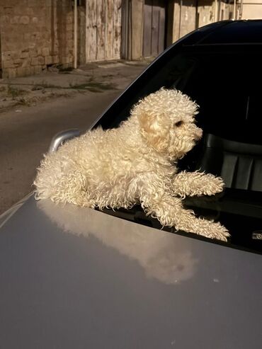 İtlər: Pudel