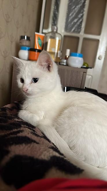cutlesdirmek ucun pisik: Dişi, Yaxşı əllərə — 4